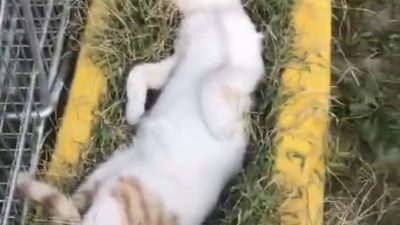 ELAZIĞ’DA SICAKTAN BUNALAN KEDİNİN SERİN YERDE SIZMASI GÜLDÜRDÜ