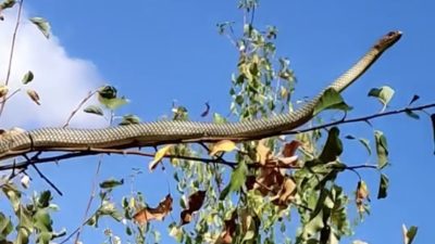 RZİNCAN’DA ELMA AĞACINA ÇIKAN YILAN BİR VATANDAŞIN CEP TELEFONUYLA KAYDEDİLDİ.