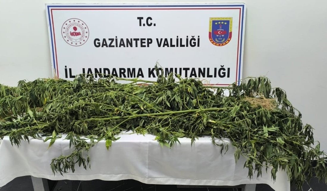GAZİANTEP'TE JANDARMA EKİPLERİNİN 8 AYRI ADRESE YAPTIĞI OPERASYONDA 214 KÖK