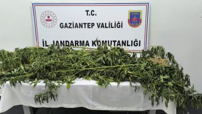 GAZİANTEP'TE JANDARMA EKİPLERİNİN 8 AYRI ADRESE YAPTIĞI OPERASYONDA 214 KÖK