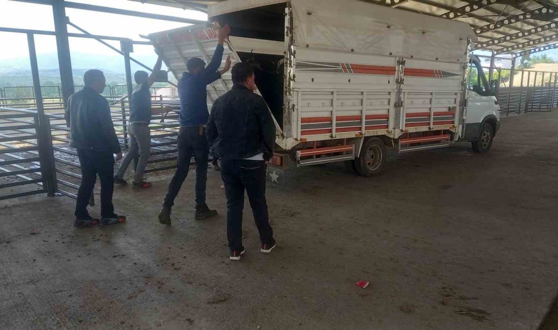 GEDİZ’DE HAYVAN PAZARI KONTROLLÜ OLARAK AÇILDI