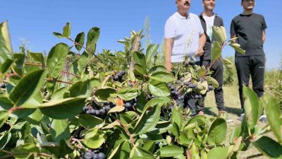 BURSA'NIN İNEGÖL İLÇESİNDE BİN DEKAR ALANDA YETİŞTİRİLEN ARONYA HASADI BAŞLADI.