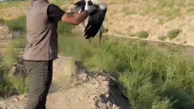 IĞDIR’DA YORGUN ŞEKİLDE BULUNAN LEYLEK DOĞAYA BIRAKILDI