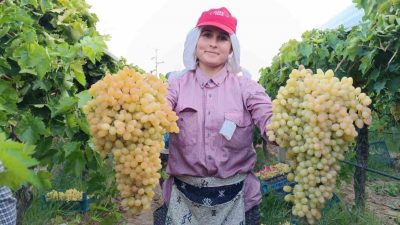 MANİSA'NIN SARIGÖL İLÇESİNDE 2024 ÜRÜNÜ SULTANİ ÇEKİRDEKSİZ ÜZÜM HASADI TÜM