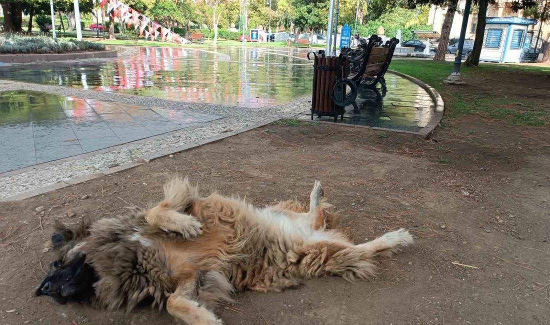 SAMSUN’DA UYURKEN İLGİNÇ ŞEKİLLERE BÜRÜNEN SOKAK KÖPEĞİ DİKKAT ÇEKTİ.