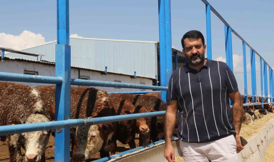 ESKİŞEHİR’DE BÜYÜKBAŞ HAYVAN ÜRETİCİSİ BARAN TÜRKMEN