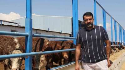 ESKİŞEHİR’DE BÜYÜKBAŞ HAYVAN ÜRETİCİSİ BARAN TÜRKMEN
