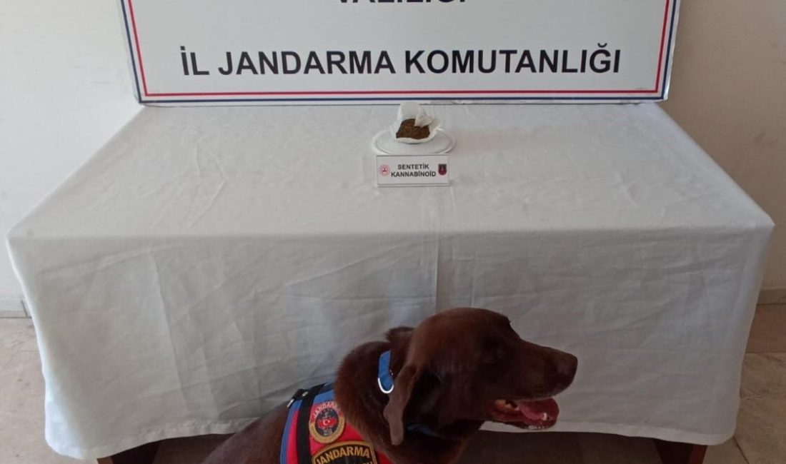 AFYONKARAHİSAR’DA JANDARMA EKİPLERİ BİR EVE YAPTIKLARI BASKINDA 333 KULLANIMLIK BONZAİ