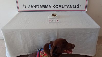 AFYONKARAHİSAR’DA JANDARMA EKİPLERİ BİR EVE YAPTIKLARI BASKINDA 333 KULLANIMLIK BONZAİ