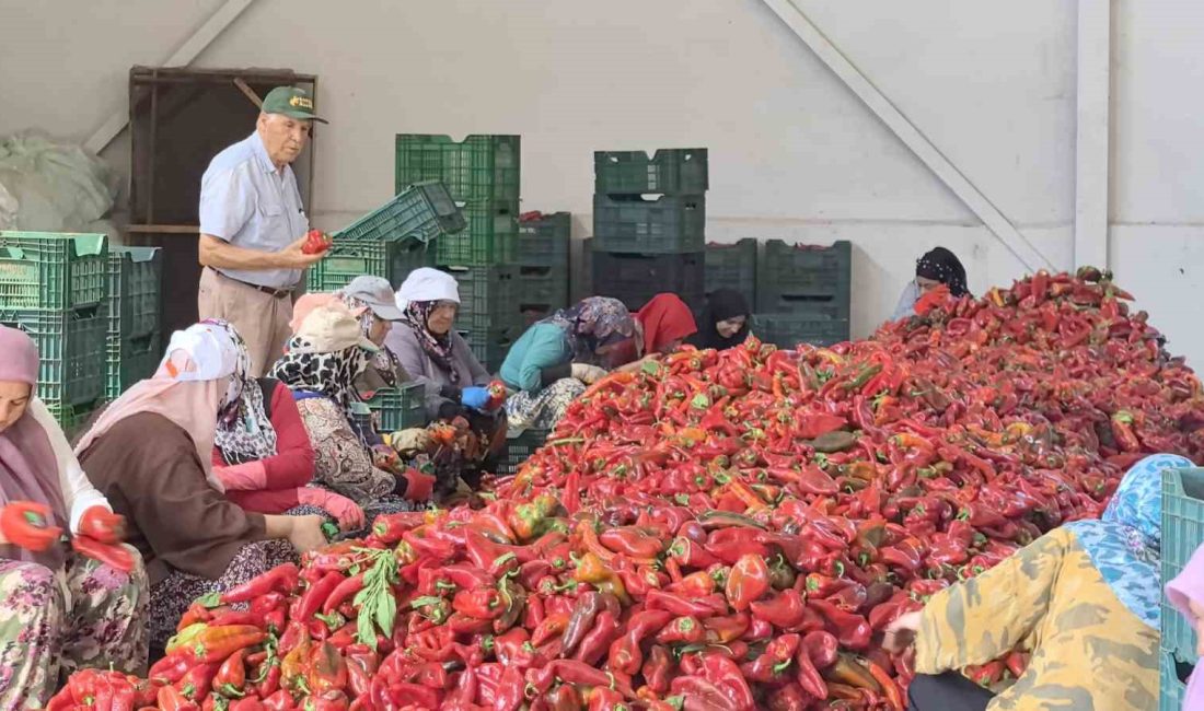 KADINLARIN ÜRETTİĞİ SALÇALAR 25 YILDIR HOLLANDA'YA İHRAÇ EDİLİYOR