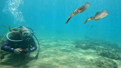 DENİZ SUYUNDAKİ ISINMAYLA BERABER HABİTAT OLUŞTURAN GRUPLARIN AZALMASI NEDENİYLE AKDENİZ'DE