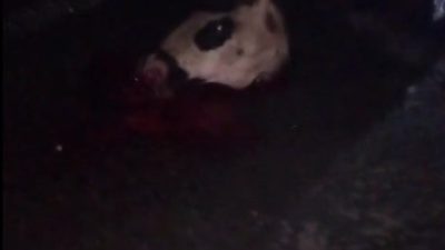 KARS'TA MİNİBÜS BÜYÜKBAŞ HAYVAN SÜRÜSÜNE DALDI. FACİANIN EŞİĞİNDEN DÖNÜLEN KAZADA