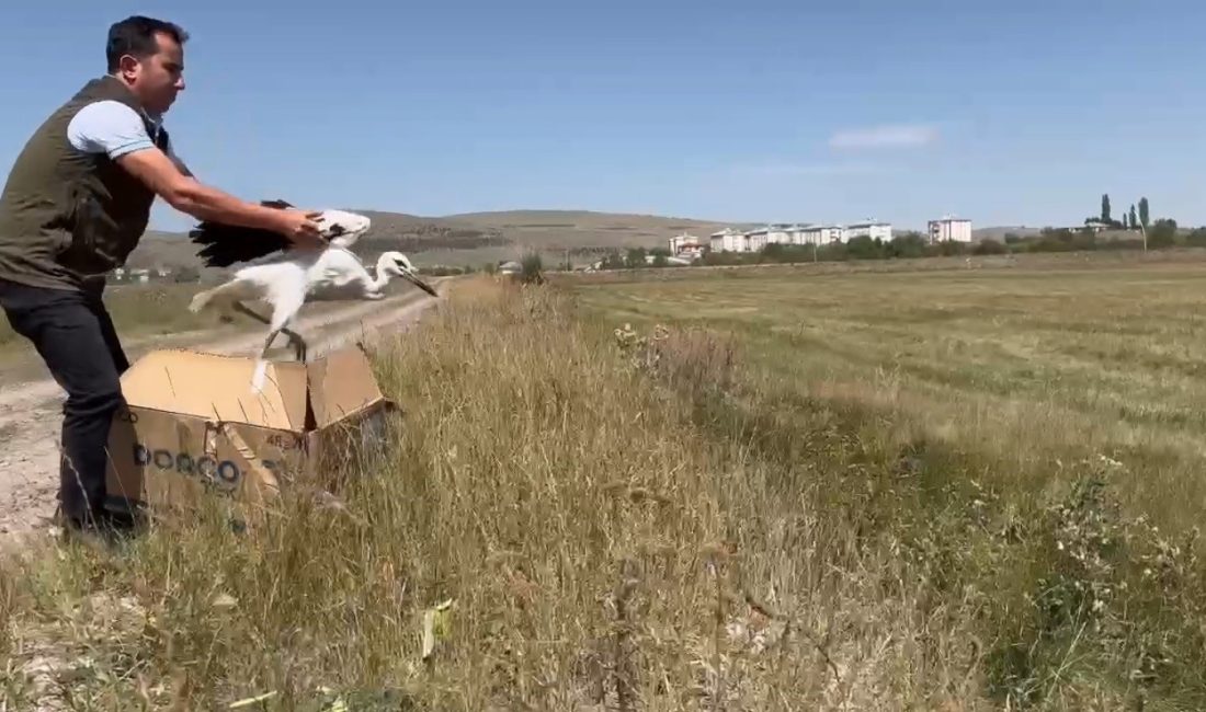 KARS'TA TEDAVİ EDİLEN LEYLEKLER DOĞAYA BIRAKILDI(KARS-İHA)