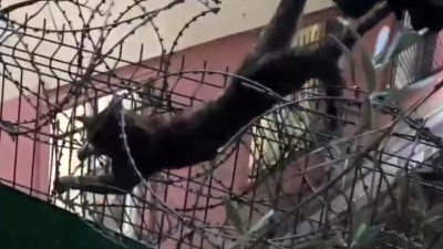 KARTAL'DA DİKENLİ TELLERE SIKIŞAN KEDİ BÖYLE KURTARILDI