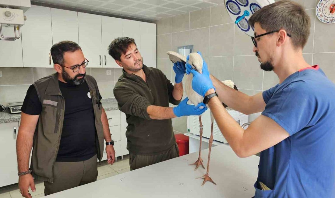 ALTINTAŞ’TA GÖÇ YOLUNDA BİTKİN DÜŞEN LEYLEK TEDAVİ ALTINA ALINDI