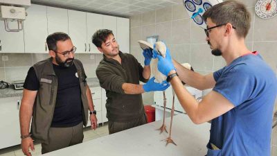 ALTINTAŞ’TA GÖÇ YOLUNDA BİTKİN DÜŞEN LEYLEK TEDAVİ ALTINA ALINDI