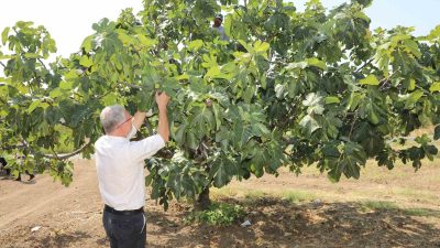 Avrupa Birliği’nden coğrafi işaret tescili alan Bursa siyah incirinin hasadına