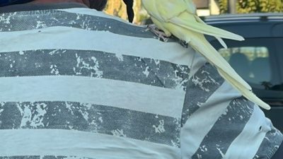 MANİSA’DA BİR MOTOSİKLET SÜRÜCÜSÜNÜN OMZUNDA PAPAĞANIYLA YAPTIĞI YOLCULUK GÖRENLERİ HAYRETE