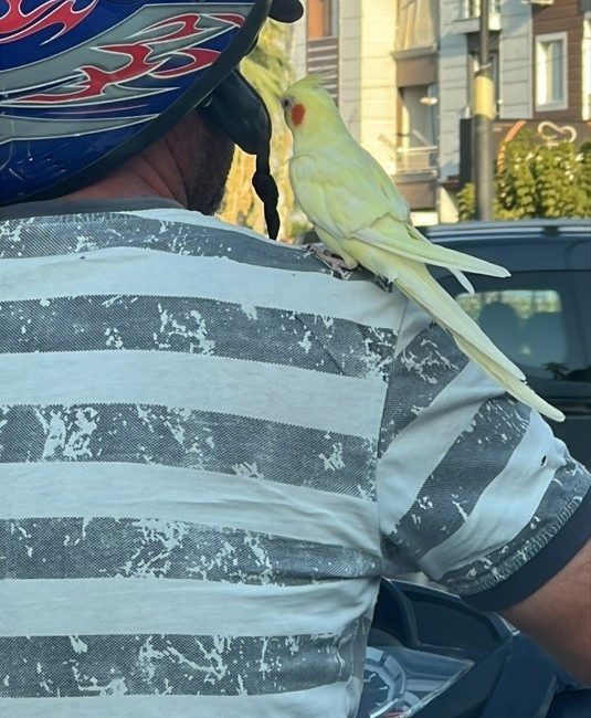 MANİSA’DA BİR MOTOSİKLET SÜRÜCÜSÜNÜN OMZUNDA PAPAĞANIYLA YAPTIĞI YOLCULUK GÖRENLERİ HAYRETE
