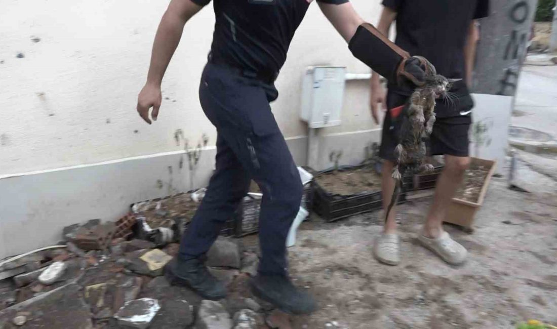BURSA'DA GİDERİN İÇERİSİNDE SIKIŞAN KEDİ, 7 SAATLİK ÇALIŞMANIN SONUNDA KURTARILDI.
