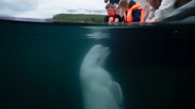 RUSYA’YA AİT OLDUĞU DÜŞÜNÜLEN CASUS BALİNA “HVALDİMİR” NORVEÇ AÇIKLARINDA ÖLÜ