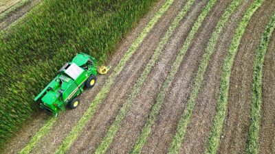 SAMSUN’UN HAVZA VE VEZİRKÖPRÜ İLÇELERİNDE ÜRETİM İZNİ İLE YETİŞTİRİLEN KENEVİRDE