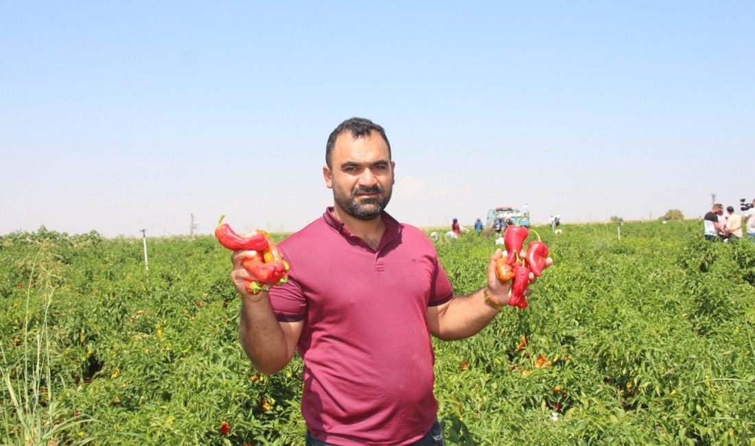 ŞANLIURFA’DA ACI BİBERİN HASADI SÜRÜYOR