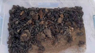 ŞANLIURFA'DA 270 AKREP ELE GEÇİRİLDİ