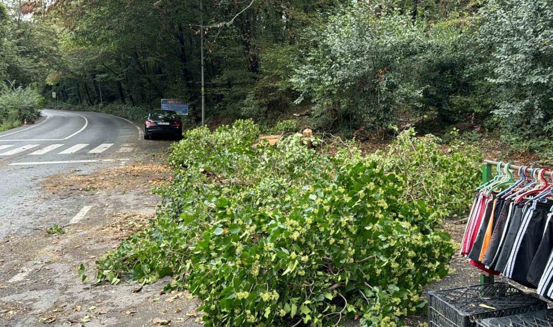 SARIYER’DE BİR AĞAÇ, KÖKÜNDEN KOPARAK YOLDAN GEÇEN ARAÇLARIN ÜZERİNE DEVRİLDİ.