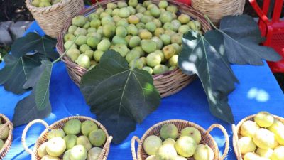 BEHNAT İNCİRİ PATENT VE HASAT PROGRAMI DÜZENLENDİ.