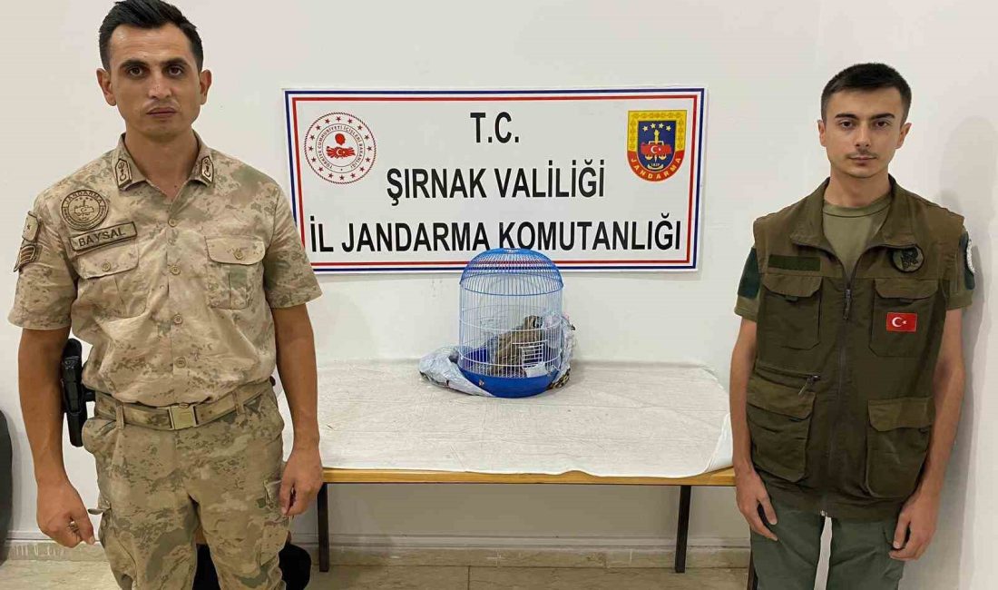 ŞIRNAK’IN CİZRE İLÇESİNDE JANDARMA EKİPLERİ TARAFINDAN YAPILAN ARAMA VE KONTROL