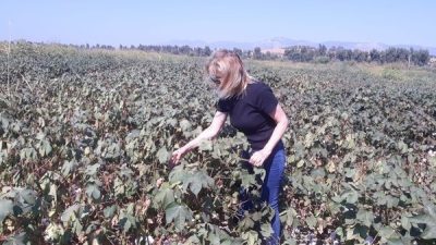 AYDIN’IN SÖKE İLÇESİNDE, SÖKE İLÇE TARIM VE ORMAN MÜDÜRLÜĞÜ EKİPLERİ