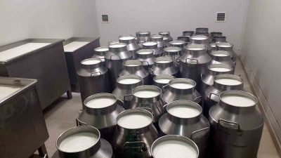 AYDIN (İHA) - AYDIN'IN SÖKE İLÇESİNDE 368 SÜT ÜRETİCİSİ İÇİN