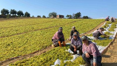 MANİSA'NIN SARIGÖL İLÇESİNDE SON GÜNLERDE ŞARAPLIK (SUMALIK) ÜZÜM ALIM FİYATLARINDAKİ