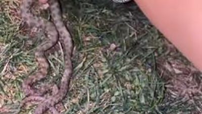 ELAZIĞ’DA YILANLAR EVLERE KADAR GİRMEYE BAŞLADI, UZMAN UYARDI:SICAKLARDAN DOLAYI SERİNLEMEK