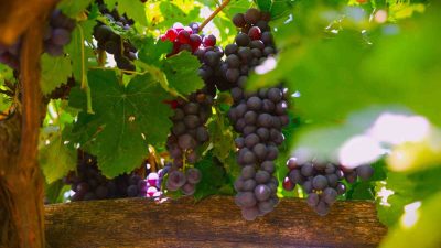 KONYA'DA BAHAR AYLARINDA BUDANAN VE 9 AY BOYUNCA BAKIMI YAPILAN