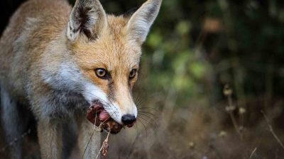 DOĞA FOTOĞRAFÇISI ÖMER MELİH DEMİRBAŞ, ELİYLE BESLEDİĞİ TİLKİYE İLİŞKİN, İHA