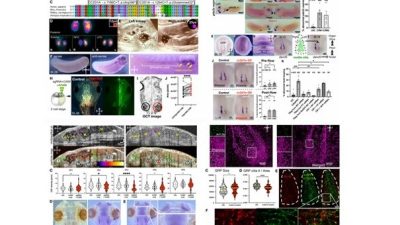 ÇALIŞMALARIN SONUÇLARI; EMBO, ROCKEFELLER ÜNİVERSİTESİ VE COLD SPRİNG HARBOR LABORATUVARLARININ