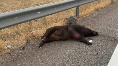 ADIYAMAN’DA, YOLA ÇIKAN DOMUZ KAZAYA NEDEN OLDU.