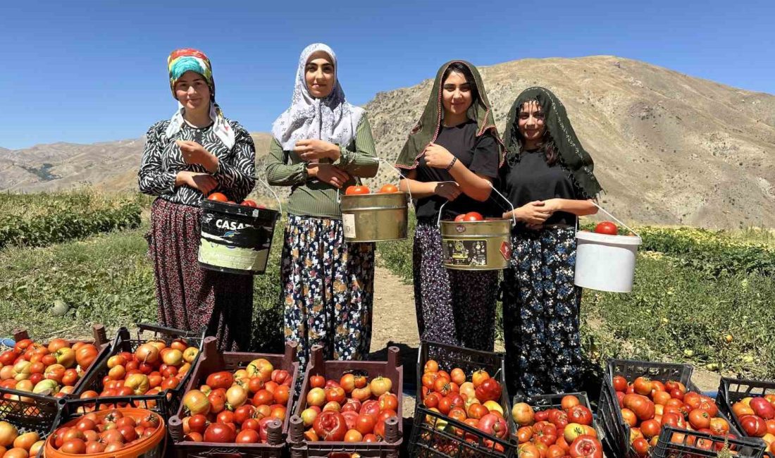 HAKKARİ’NİN YÜKSEKOVA İLÇESİNDE İLKBAHARDA EKİMİ YAPILAN DOMATESLERİN, SONBAHARIN YAKLAŞMASIYLA KADINLARIN