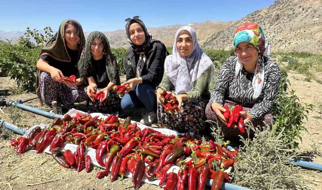 HAKKARİ’NİN YÜKSEKOVA İLÇESİNDE ÇİFTÇİ KADINLARIN EMEKLERİYLE İLKBAHARDA EKİMİ YAPILAN KAPYA