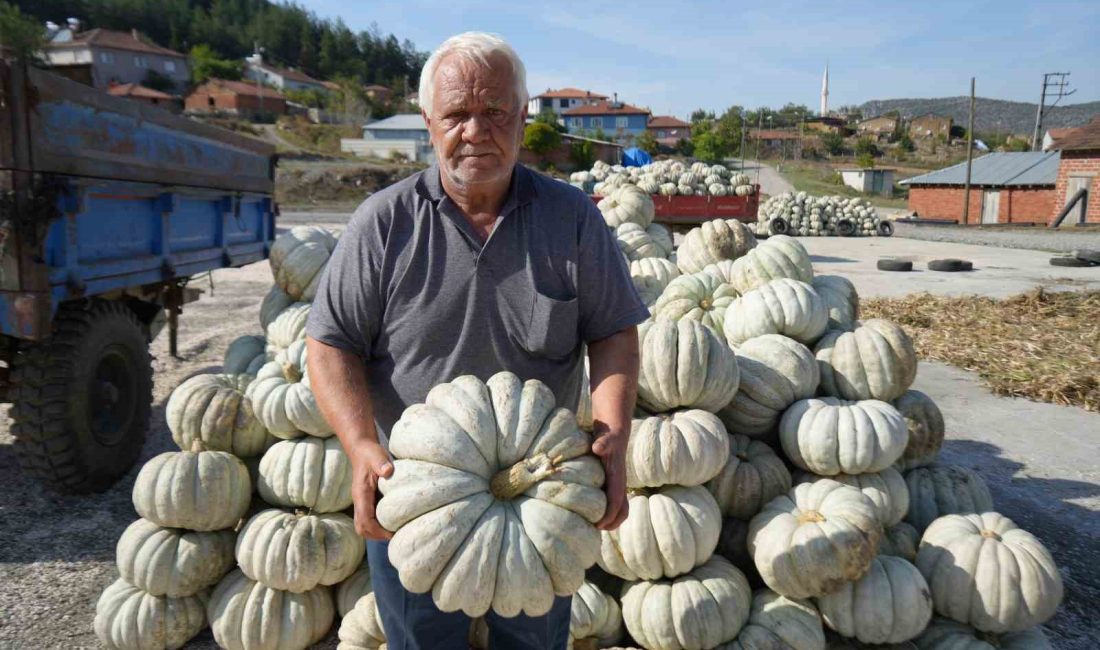 BİLECİK'TE 25 YIL ÖNCE DENEME AMAÇLI EKİLEN KESTANE KABAĞI ŞİMDİ
