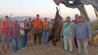 MANİSA’NIN SALİHLİ İLÇESİNDE AVCILAR, ÇİFTÇİLERİN KORKULU RÜYASI HALİNE GELEN YAKLAŞIK