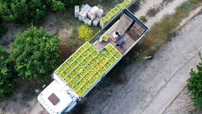 TÜRKİYE’NİN EN ÖNEMLİ TARIM ÜRETİM MERKEZLERİNDEN ADANA’DA MANDALİNA HASADI BAŞLADI.