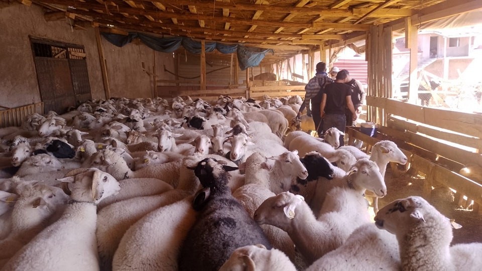 AFYONKARAHİSAR’DA ŞAP VE BRUCELLA AŞISI YAPILDI