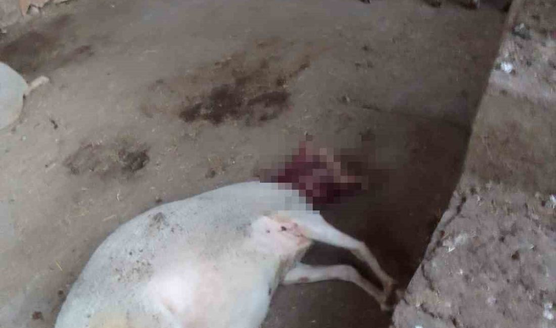 BURSA'NIN YENİŞEHİR İLÇESİNDE SOKAK KÖPEKLERİ, GİRDİKLERİ AĞILDA 13 KOYUNA SALDIRDI.