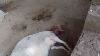 BURSA'NIN YENİŞEHİR İLÇESİNDE SOKAK KÖPEKLERİ, GİRDİKLERİ AĞILDA 13 KOYUNA SALDIRDI.