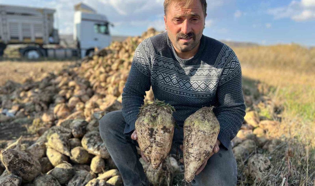 AKYAKA’DA PANCAR HASADI BAŞLADI. AKYAKA’DA BU YIL YAKLAŞIK OLARAK 100