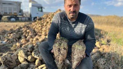 AKYAKA’DA PANCAR HASADI BAŞLADI. AKYAKA’DA BU YIL YAKLAŞIK OLARAK 100