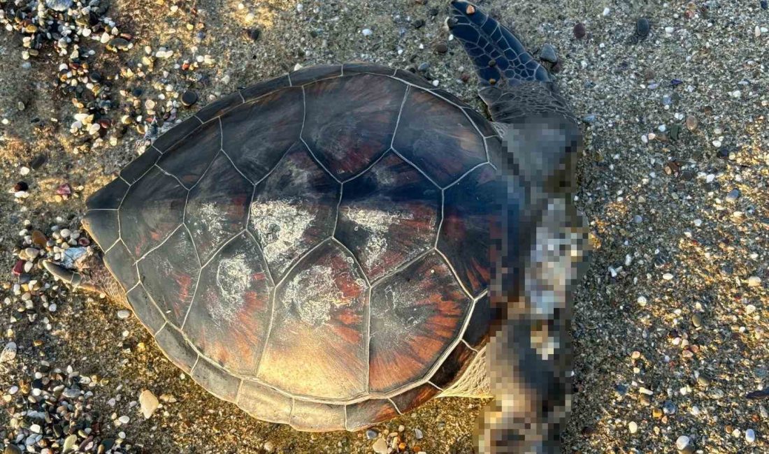 ANTALYA'NIN ALANYA İLÇESİNDE SAHİLDE CARETTA CARETTA CİNSİ DENİZ KAPLUMBAĞASI BAŞI